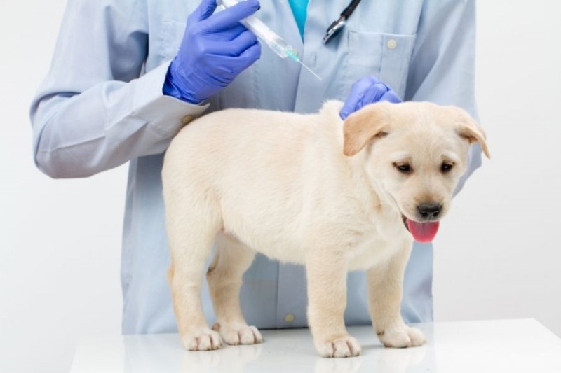 vaccinazione del labrador
