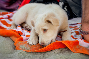 pseudogravidanza del Labrador