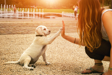socializzazione di un cucciolo di Labrador