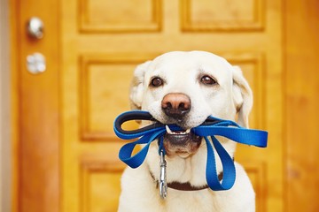 Guinzaglio per il labrador