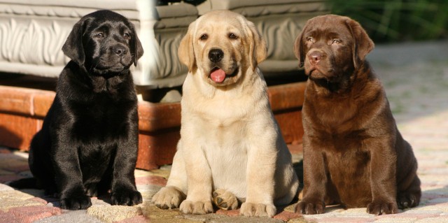 analisi del pelo del Labrador